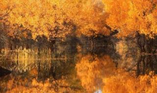 胡杨林最佳旅游时间